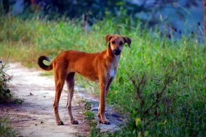 Windhund steht auf einem Feldweg