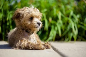 Maltipoo liegt auf dem Boden vor einem Busch und ist nass