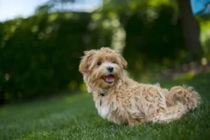 Ein hellbrauner Maltipoo sitzt auf einer grünen Wiese und hechelt