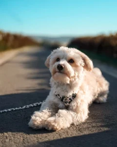 Ein weißer Maltipoo liegt auf der Straße