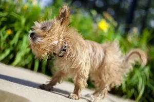 Ein nasser Maltipoo schüttelt sich