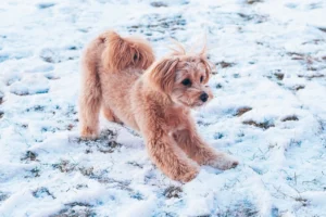 Ein Maltipoo macht eine Spielaufforderung im Schnee