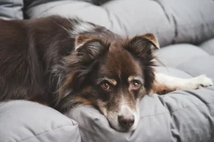 Ein Australian Shepherd liegt auf einem grauen Hundekissen