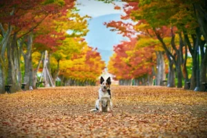 Ein Hütehund sitzt in der Mitte einer herbstlichen Allee