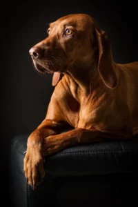 Ein Magyar Vizsla liegt vor einem schwarzen Hintergrund