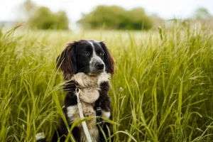 Ein Jagdhund sitzt in einem grünen Gerstenfeld