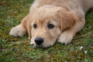 Ein Golden Retriever Weloe liegt auf einer Wiese