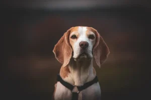 Ein Beagle sitzt aufrecht und schaut in die Kamera