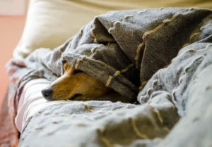 Ein Hund schaut unter einer Decke hervor