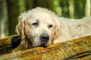 Ein nasser Golden Retriever liegt mit dem Kopf auf einem Holzstamm