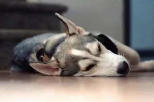 Ein Husky liegt auf dem Boden und schläft