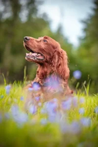 Ein Irish Setter sitzt in einem Feld und hechelt
