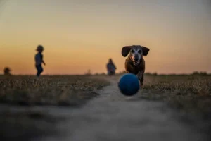 Ein alter Dackel läuft im Sonnenuntergang einem Ball hinterher