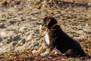 Ein Berner Sennenhund Welpe sitzt an einem Strand und hat einen Stock im Maul