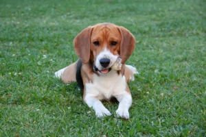 Beagle liegt auf einer Wiese