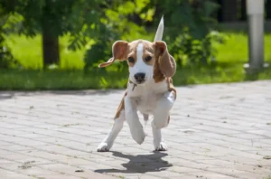 Beagle läuft wild über Pflastersteine