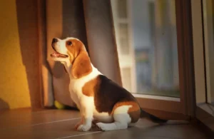 Beagle wird von der Seite fotografiert und schaut aufmerksam hoch