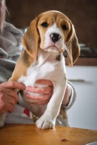 Beagle Welpe ist auf dem Arm eines Menschen