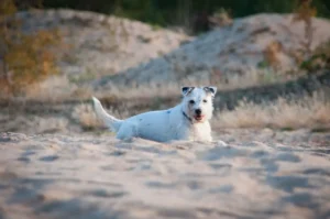 Ein Terrier liegt im Sand