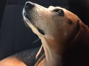 Beagle wird seitlich fotografiert und schaut nach oben