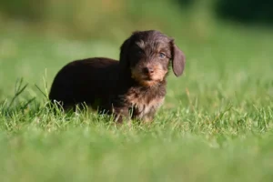 Ein Dackelwelpe steht auf einer Wiese