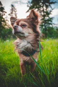 Ein Chihuahua sitzt im Gras