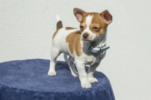 Ein weiß-brauner Chihuahua steht auf einem Podest