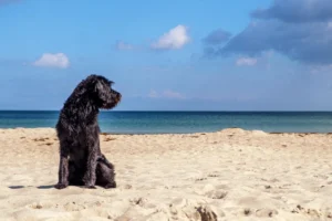Ein schwarzer Hund sitzt an einem Strand, hinter ihm das Meer
