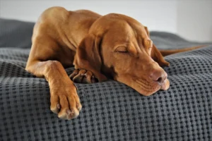 Ein Vizsla liegt auf einem Sofa und schläft
