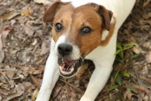 Ein Jack Russel Terrier bellt und liegt dabei