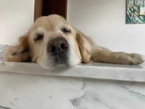 Ein heller Labrador liegt auf einer Stufe und schläft