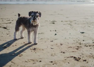 Ein Schnauzer steht im Sand