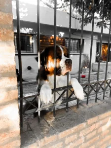 Ein Hund schaut durch das Gitter von einem Zaun durch