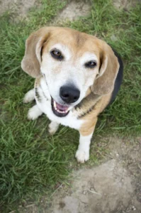 Ein alter Beagle sitzt auf Gras und schaut mit zugekniffenen Augen in die Kamera