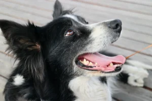 Ein alter Border Collie schaut nach oben