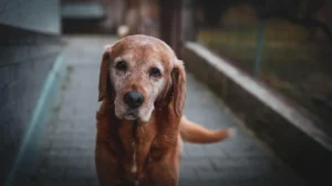 Ein alter brauner Hund steht auf einem Weg und schaut müde in die Kamera