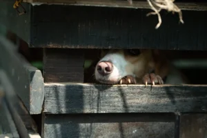 Eine Hundenase schaut durch einen Zaun durch