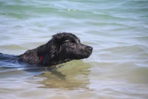 Ein junger Labbi schwimmt im Meer