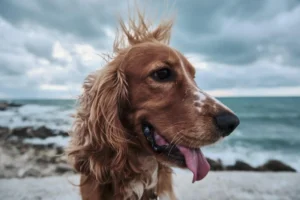 Ein Golden Retriever steht auf Meer und es ist windig