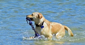 Ein Labrador kommt aus dem Wasser gelaufen und hat ein Spieltau im Maul