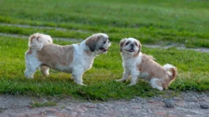 Zwei Shih Tzu schauen sich an
