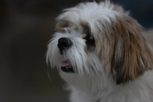 Ein Shih Tzu von der Seite, der hechelt