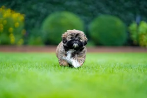 EIn Shih Tzu Welpe läuft über eine grüne Wiese
