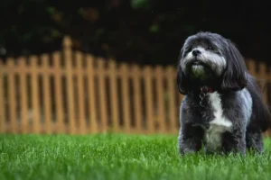 Ein Shih Tzu steht vvor einem Gartenzaun