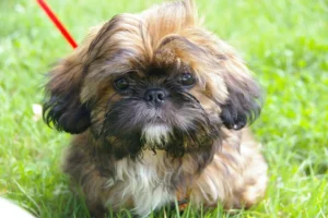 Ein Shih Tzu schaut aufmerksam in die Kamera