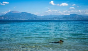 Ein Hund schwimmt im Gardasee