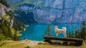 Ein weißer Pudel steht auf einer Bank. Im Hintergrund ist ein Bergsee zu sehen