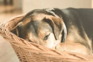 Hund liegt entspannt in seinem Korb: Alleinbleiben lernen statt Dauerbetreuung